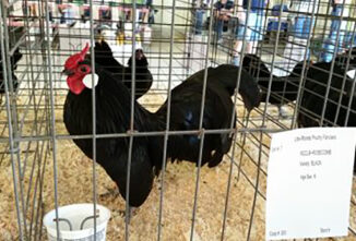Show Chickens: The Serious Business of “The Fancy”
